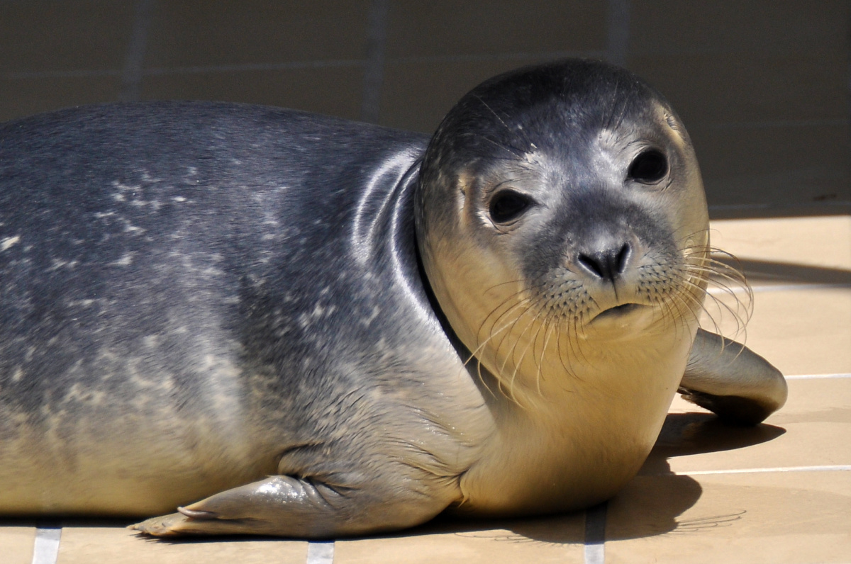 Záchranná stanice Zeehonden Créche